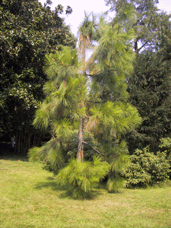 Pinus roxburghii