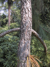Pinus roxburghii