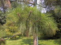 Pinus roxburghii