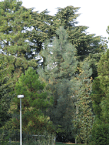 Pinus sabineana