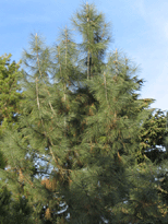 Pinus sabineana