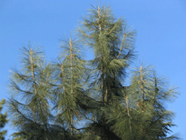 Pinus sabiniana