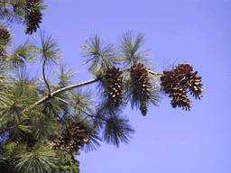 Pinus species