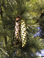 Pinus species