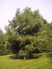 Pinus sp