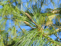 Pinus wallichiana