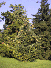 Pseudotsuga macrocarpa