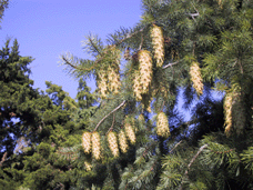 Pseudotsuga macrocarpa