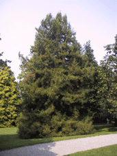 Sciadopitys verticillata