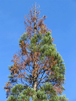 Sequoiadendron giganteum
