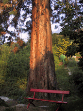 Sequoiadendron giganteum