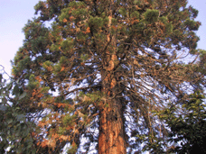 Sequoiadendron giganteum