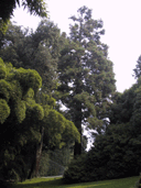 Sequoiadendron giganteum