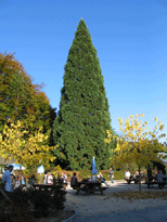Sequoiadendron giganteum