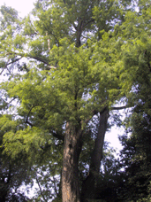 Taxodium distichum