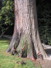 Taxodium distichum