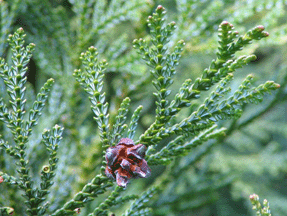 Thujopsis dolabrata
