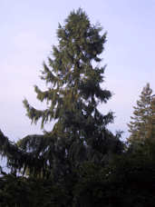 Taiwania cryptomerioides