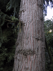 Taiwania cryptomerioides