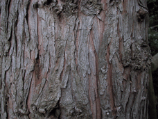 Taiwania cryptomerioides