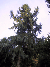 Taiwania cryptomerioides