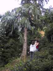 Taiwania cryptomerioides