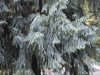 Pinus cryptomerioides