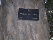 Taxus baccata