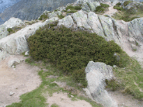 Juniperus communis alpina