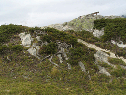 Juniperus communis alpina