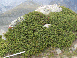 Juniperus communis alpina
