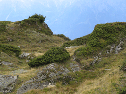 Juniperus communis alpina