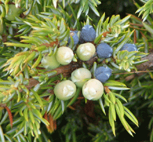 Juniperus communis alpina