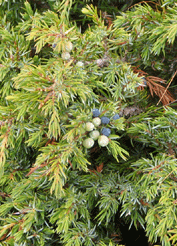 Juniperus communis alpina