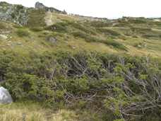 Juniperus communis alpina