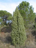 Juniperus oxycedrus