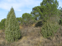 Juniperus oxycedrus