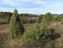 Juniperus oxycedrus