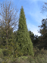 Juniperus oxycedrus