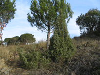 Juniperus oxycedrus