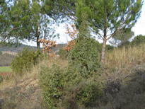Juniperus oxycedrus