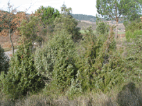 Juniperus oxycedrus