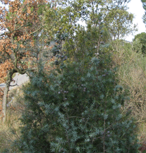 Juniperus oxycedrus