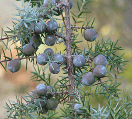 Juniperus oxycedrus