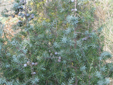 Juniperus oxycedrus