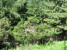Juniperus species