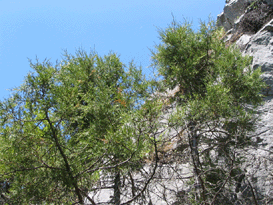 Juniperus thurifera