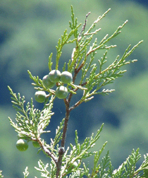 Juniperus thurifera