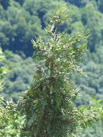Juniperus thurifera
