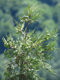 Juniperus thurifera